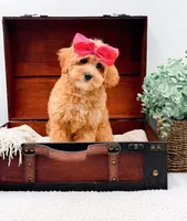 Pansy, a female Miniature Goldendoodle for sale in Statesville, NC – 2 of 10