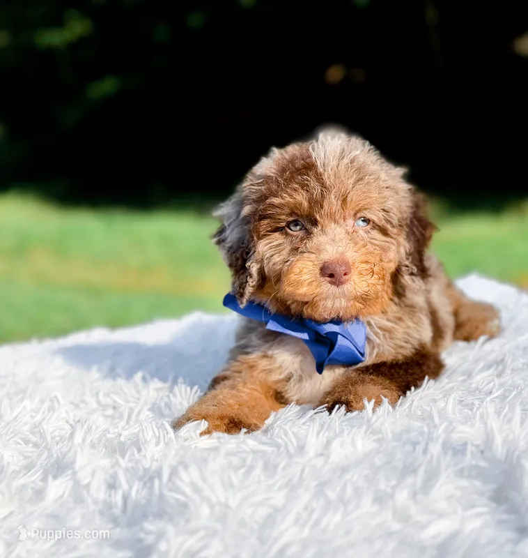 Odin-Blue Eyes – Miniature Bernedoodle puppy for sale in Statesville, NC