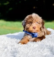 Odin-Blue Eyes, a male Miniature Bernedoodle for sale in Statesville, NC – 1 of 10