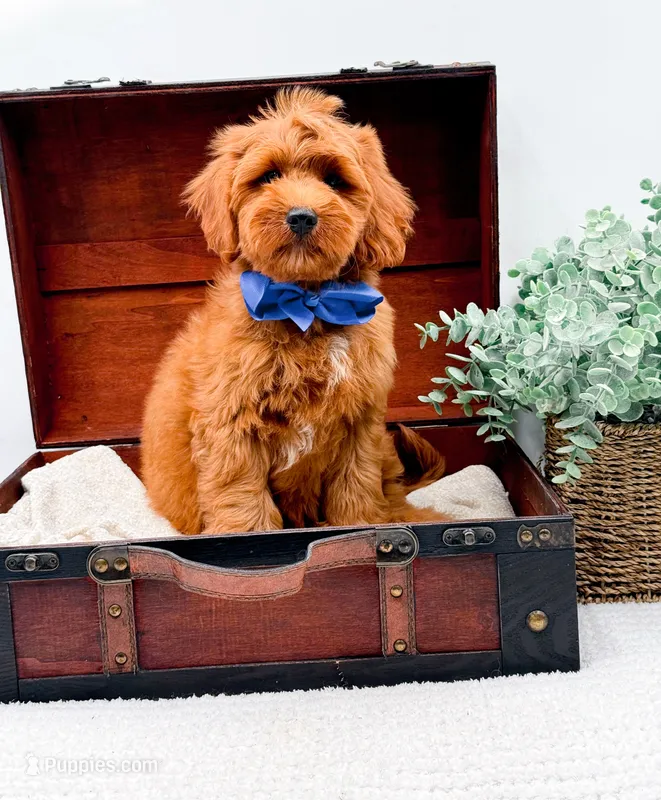 Paulie – Miniature Goldendoodle puppy for sale in Statesville, NC