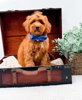 Paulie, a male Miniature Goldendoodle for sale in Statesville, NC – 1 of 10