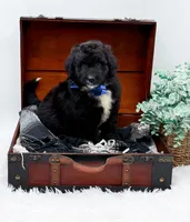 Ford, a male Bernedoodle for sale in Statesville, NC – 5 of 10