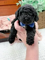 Micro Mini-Nelson, a female Miniature Bernedoodle for sale in Statesville, NC – 2 of 10