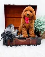 Emma, a female Miniature Goldendoodle for sale in Statesville, NC – 6 of 10