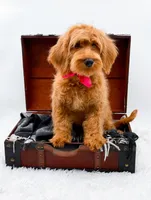 Amy, a female Miniature Goldendoodle for sale in Statesville, NC – 3 of 10