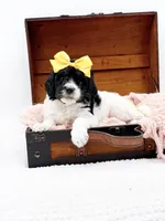 Hope, a female Bernedoodle for sale in Statesville, NC – 4 of 10