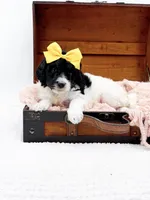 Hope, a female Bernedoodle for sale in Statesville, NC – 3 of 10