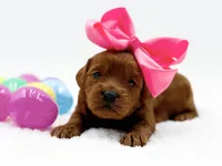 Cashmere, a female Miniature Goldendoodle for sale in Statesville, NC – Photo 6 of 10