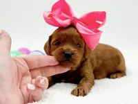 Cashmere, a female Miniature Goldendoodle for sale in Statesville, NC – Photo 1 of 10