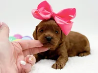 Cashmere, a female Miniature Goldendoodle for sale in Statesville, NC – Photo 2 of 10