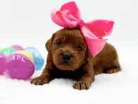 Cashmere, a female Miniature Goldendoodle for sale in Statesville, NC – Photo 9 of 10