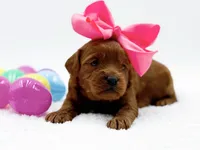 Cashmere, a female Miniature Goldendoodle for sale in Statesville, NC – Photo 5 of 10