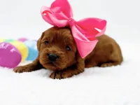 Cashmere, a female Miniature Goldendoodle for sale in Statesville, NC – Photo 7 of 10