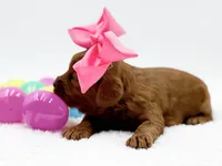 Cashmere, a female Miniature Goldendoodle for sale in Statesville, NC – Photo 10 of 10