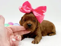 Cashmere, a female Miniature Goldendoodle for sale in Statesville, NC – Photo 8 of 10