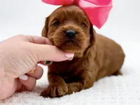 Cashmere, a female Miniature Goldendoodle for sale in Statesville, NC – Photo 3 of 10