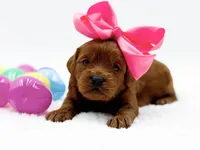 Cashmere, a female Miniature Goldendoodle for sale in Statesville, NC – Photo 4 of 10