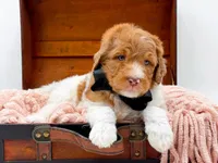 Harry, a male Bernedoodle for sale in Statesville, NC – 4 of 10