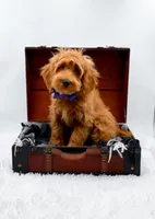 Annie, a female Miniature Goldendoodle for sale in Statesville, NC – 6 of 10
