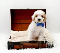 Rolo, a male Miniature Goldendoodle for sale in Statesville, NC – Photo 3 of 10