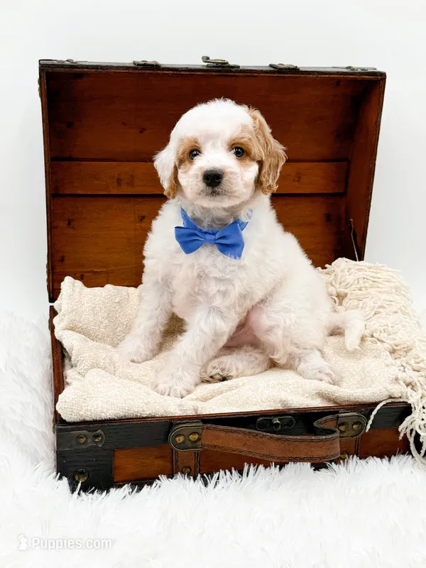 Rolo, a male Miniature Goldendoodle for sale in Statesville, NC – Photo 1 of 10