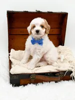 Rolo, a male Miniature Goldendoodle for sale in Statesville, NC – Photo 1 of 10