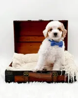 Rolo, a male Miniature Goldendoodle for sale in Statesville, NC – Photo 9 of 10