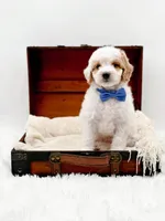 Rolo, a male Miniature Goldendoodle for sale in Statesville, NC – Photo 10 of 10