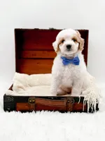 Rolo, a male Miniature Goldendoodle for sale in Statesville, NC – Photo 7 of 10