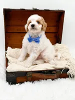 Rolo, a male Miniature Goldendoodle for sale in Statesville, NC – Photo 8 of 10