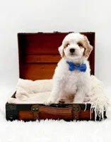 Rolo, a male Miniature Goldendoodle for sale in Statesville, NC – Photo 6 of 10