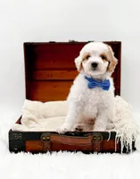 Rolo, a male Miniature Goldendoodle for sale in Statesville, NC – Photo 4 of 10