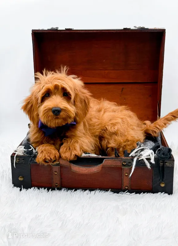 Annie – Miniature Goldendoodle puppy for sale in Statesville, NC