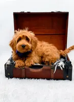 Annie, a female Miniature Goldendoodle for sale in Statesville, NC – 1 of 10