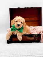 Alvin, a male Miniature Goldendoodle for sale in Statesville, NC – 1 of 10