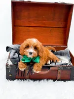 Stewart, a male Cavapoo for sale in Statesville, NC – 5 of 10