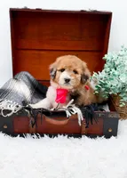 Faye-Blue Eye, a male Bernedoodle for sale in Statesville, NC – 6 of 10