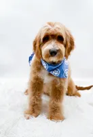 Andy, a male Miniature Goldendoodle for sale in Statesville, NC – 8 of 10