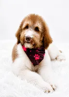 Honey, a male Bernedoodle for sale in Statesville, NC – 5 of 7