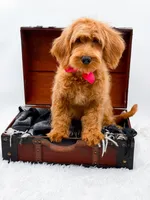 Amy, a female Miniature Goldendoodle for sale in Statesville, NC – 4 of 10