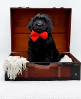 Blake, a male Miniature Goldendoodle for sale in Statesville, NC – Photo 5 of 10