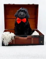 Blake, a male Miniature Goldendoodle for sale in Statesville, NC – Photo 7 of 10