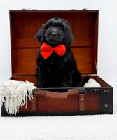 Blake, a male Miniature Goldendoodle for sale in Statesville, NC – Photo 8 of 10