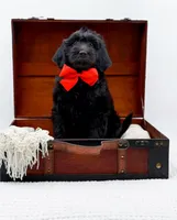 Blake, a male Miniature Goldendoodle for sale in Statesville, NC – Photo 10 of 10