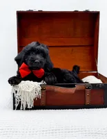 Blake, a male Miniature Goldendoodle for sale in Statesville, NC – Photo 3 of 10