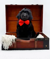 Blake, a male Miniature Goldendoodle for sale in Statesville, NC – Photo 9 of 10