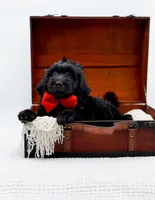 Blake, a male Miniature Goldendoodle for sale in Statesville, NC – Photo 2 of 10