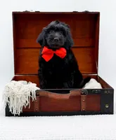 Blake, a male Miniature Goldendoodle for sale in Statesville, NC – Photo 4 of 10