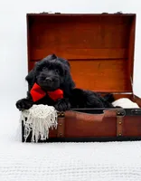 Blake, a male Miniature Goldendoodle for sale in Statesville, NC – Photo 1 of 10