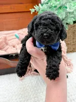 Micro Mini-Nelson, a female Miniature Bernedoodle for sale in Statesville, NC – 3 of 10